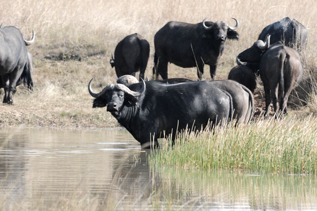 Chaminuka Wildlife Estates Relaunched