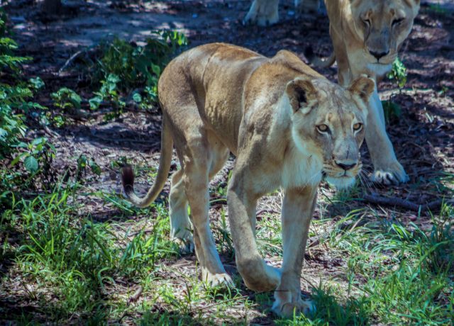 estate-gallery-lions