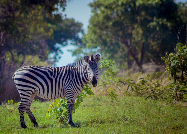 estate-gallery-zebra